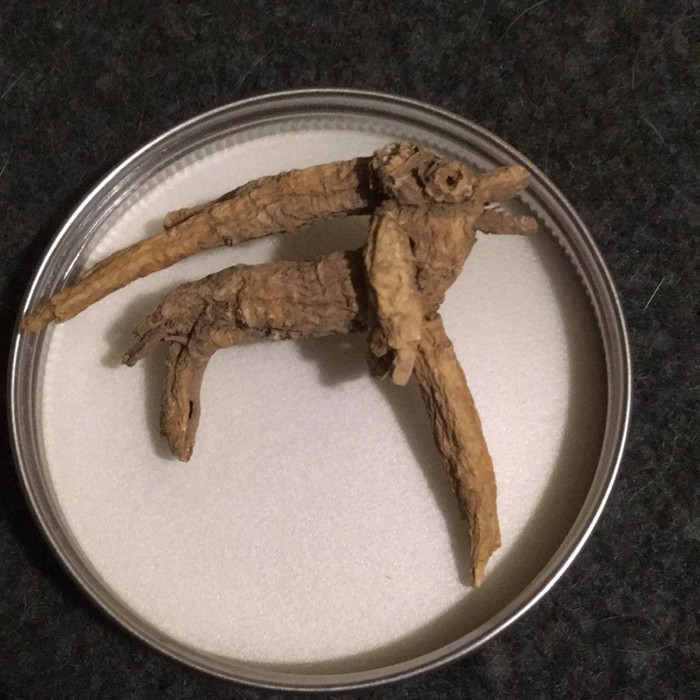 Wisconsin ginseng ‘reindeer’